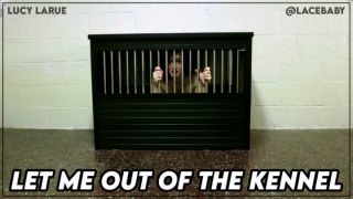 [924.32 MB] - Let Me Out Of the Kennel - LaceBaby