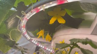 [1.55 GB] - Transplant GrowthFetish Veg/Fruit Garden - Clitoria_Secret